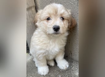 Sammy, geb. ca. 03/2025, lebt in GRIECHENLAND, auf einer privaten Pflegestelle