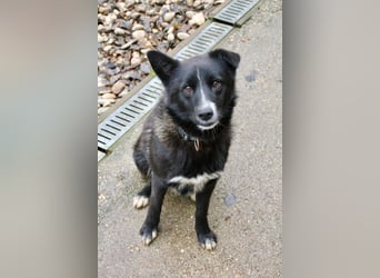 Freundlicher LEWI ist ein absoluter Gute-Laune-Hund