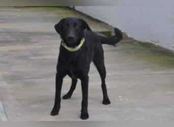Rafa, ein menschenbezogener und sehr lieber Familienhund