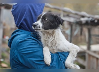 Zarter Hundebub Romeo❤️sucht Pflege- oder Endstelle