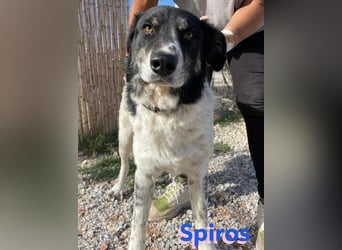 Spiros, 01/23 - freundlich und lernwillig