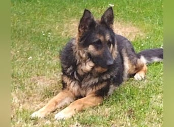 LIZA Collie-Schäferhund Mix