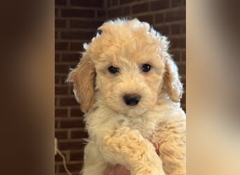 Maltipoo/mini Doodle Welpen