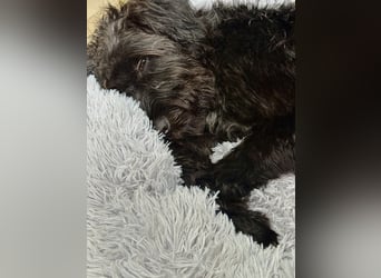 "Pumi“ – junge Schnauzer-Pumi-Mix Hündin sucht ländliches Zuhause