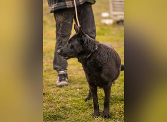 Sonja: Hundemama sucht Zuhause