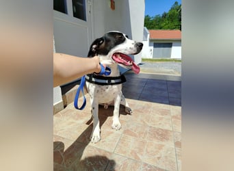 lieber Pointer Mischling Merlin sucht ein Zuhause oder Pflegestelle