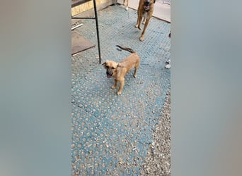 CHERIE - Zuckersüßes Mädchen sucht ihre Menschen