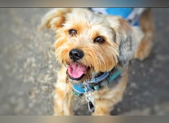 Toby sucht eine neue Familie