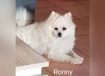 Ronny sucht versierte/n Trainingspartner/in