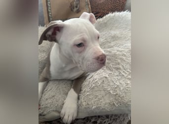 Old englisch Bulldog Welpen