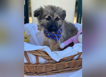 Dömpi LM - Zuhause gesucht – Neun kleine Hundekinder auf großer Mission