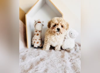 Maltipoo Pudel Malteser