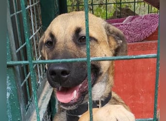 Notfellchen XAVER❤️entzückender Jungrüde auf dringender Körbchensuche!