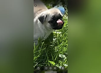 Mops Welpen ( noch 2 Rüde)