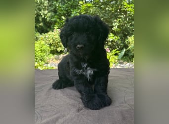 Aussiedoodle Welpen mini / medium F1