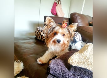 Biewer Yorkshire Terrier, Welpe,Rüde, reinrassig sehr selten