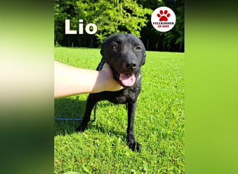 LIO sucht ein Zuhause oder Pflegestelle