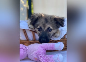 Dömpi LM - Zuhause gesucht – Neun kleine Hundekinder auf großer Mission