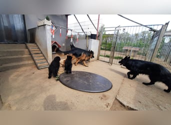 Langstockhaar Schäferhund  Rüde