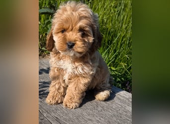 Wunderschöne Cockapoo-Welpen