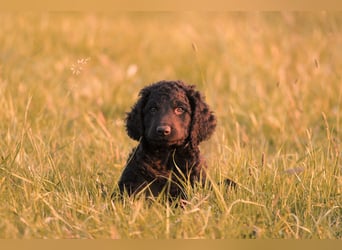 Irish Water Spaniel Welpen / Nichthaarend / FCI - VDH Zucht