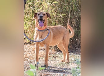 Badou, Mix Labrador / Schäferhund, lieb und sozial
