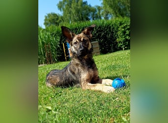 Johnny – Charmeur mit der Sonne im Herzen