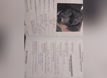 Szálas VA – junger Puli-Mix mit offenem Wesen sucht liebevolles Zuhause