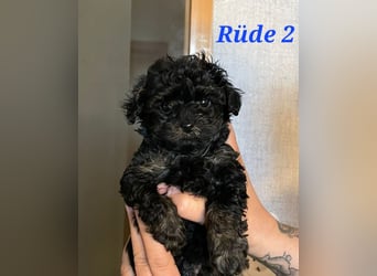 3 Minipudel/Zwergpudelwelprn hypoallergen!
