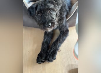 "Pumi“ – junge Schnauzer-Pumi-Mix Hündin sucht ländliches Zuhause