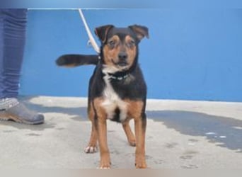 Duke, ein quirliger und kontaktfreudiger kleiner Rüde