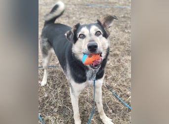 Familienhund Vorshun sucht ein Zuhause