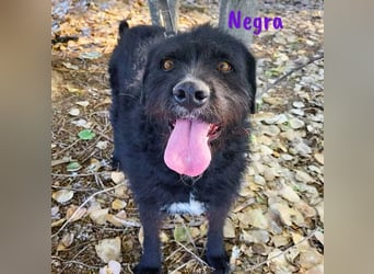 Negra 01/2018 (ESP) - sehr liebevolle, verschmuste und menschenbezogene Schnauzer-Mix Hündin!
