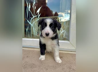 Border Collie welpen