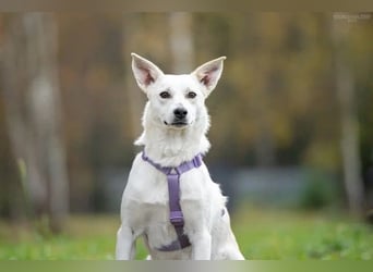 Vorsichtige Sunny sucht liebevolles Zuhause