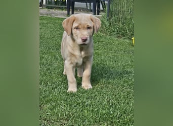 Labrador Welpen mit Ahnenpass