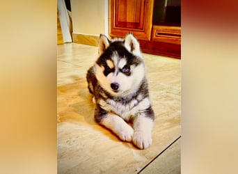 FCI Pedigree Blue Eyed Black & White Siberian Husky Champion Puppy