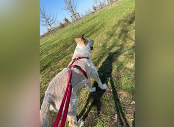 SANDY ❤️ ein liebevoller Gefährte, Pflegefamilie Elsdorf