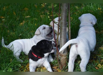 Shar-Pei x Labrador Mix Welpe Frenchy stellt sich vor......