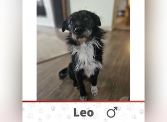 LEO ❤️  wartet in 53809 Ruppichteroth auf Dich