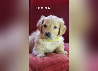 Goldendoodle - Welpe