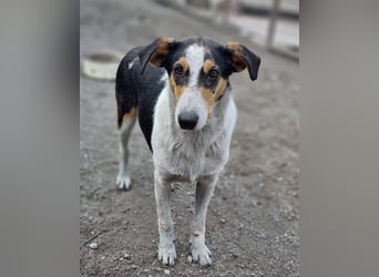 Dino ❤️ aufgeweckter, lieber Traumhund
