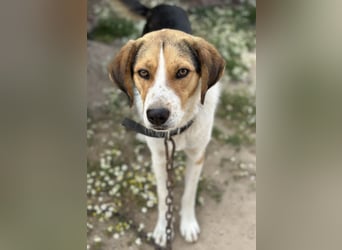 Hudson, geb. ca. 05/2024, lebt in GRIECHENLAND, auf einer privaten Pflegestelle