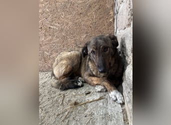 AVA, Hündin, 1,5 Jahre, 52 cm, Mischling, Tierschutz