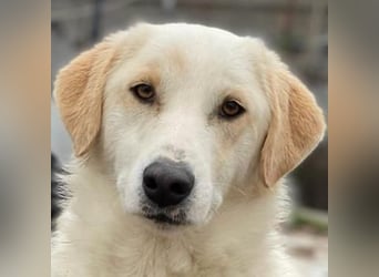 Nami, geb. ca. 12/2019, lebt in GRIECHENLAND, im städt. Tierheim Serres