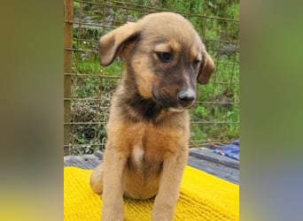 Fellschnute ♥Fina♥ sucht ihr großes Glück