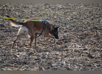 Malinois