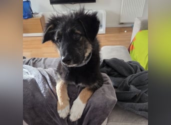 Atos ein absoluter Familienhund