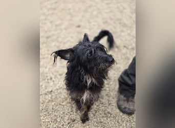 Borzi VA – Sensible Schnauzermix-Hündin sucht ein ruhiges Zuhause bei einer einfühlsamen, ruhigen Pe