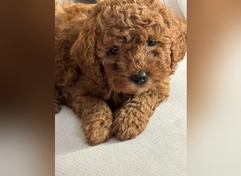 Pudel! Wundervolle Welpen suchen bald ein liebevolles Zuhause!
